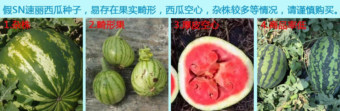 SN速麗打假.jpg